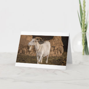 Tarjeta Cabras y cabras y cabras (87)