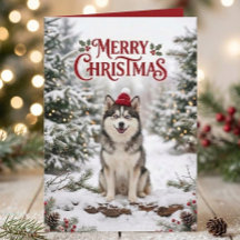 Cachorro adorable de Pomsky Amante de perros Husky