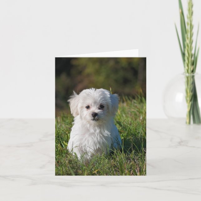Tarjeta Cachorro blanco lindo (Anverso)