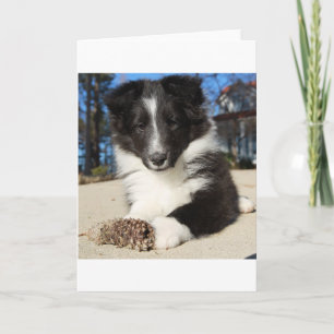 Tarjeta cachorro blanco y negro