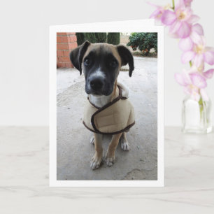Tarjeta Cachorro con abrigo