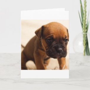Tarjeta cachorro de bulldog