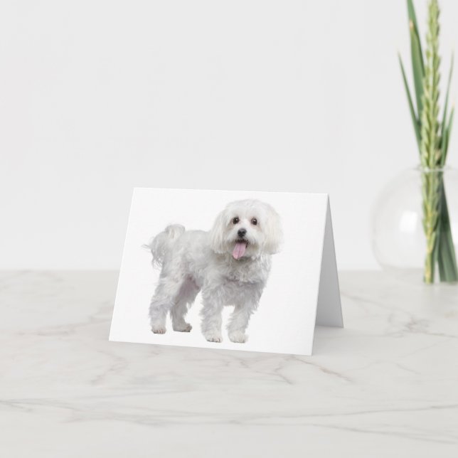 Tarjeta Cachorro de cachorro maltés blanco en blanco Notec (Anverso)