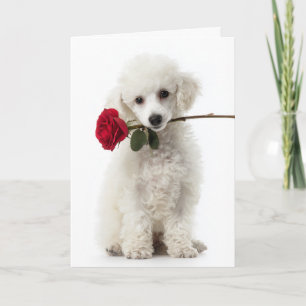 Tarjeta Cachorro de Caniche Blanco del Día de San Valentín