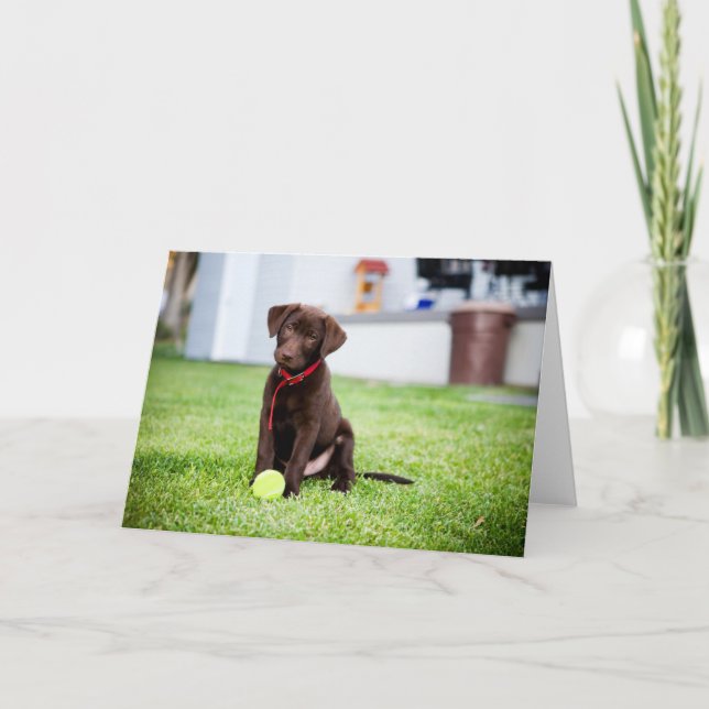 Tarjeta Cachorro De Chocolate Labrador Con Pelota De Tenis (Anverso)