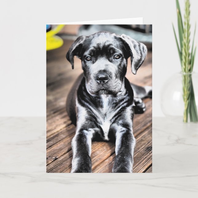 Tarjeta cachorro de corso de caña 2.png (Anverso)
