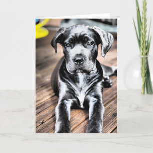 Tarjeta cachorro de corso de caña 2.png