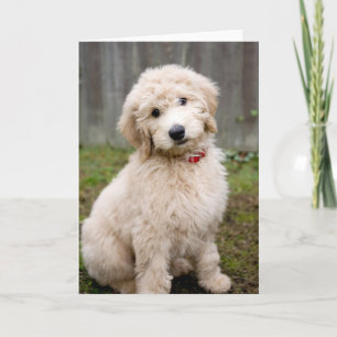 Tarjeta Cachorro de goldendodo se sienta en la hierba