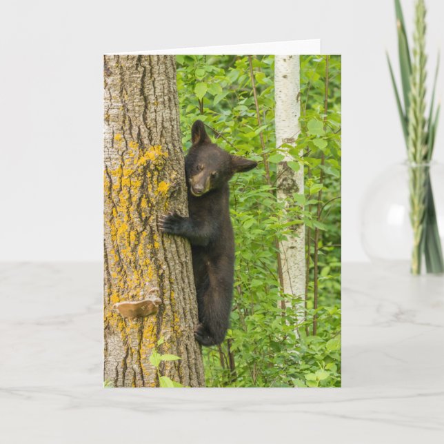 Tarjeta Cachorro de oso negro | Minnesota (Anverso)