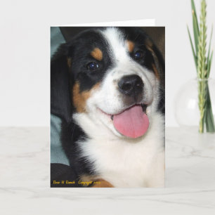 Tarjeta Cachorro de perro de montaña suizo grande