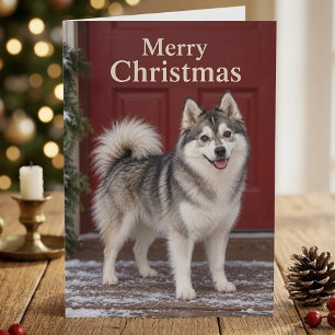 Tarjeta Cachorro De Pomsky Adorable Amante De Perros Feliz