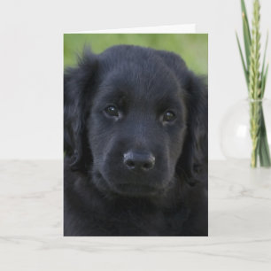 Tarjeta Cachorro de recuperación plana