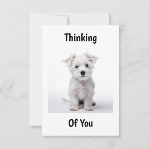 Tarjeta cachorro de terrier blanco de las tierras altas oc