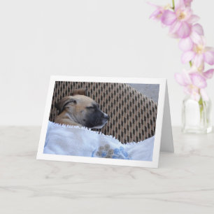 Tarjeta Cachorro en Manta