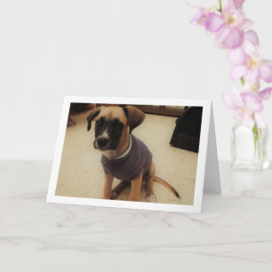 Tarjeta Cachorro en un Jersey