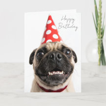 Cachorro Pug lindo de cumpleaños con sombrero rojo