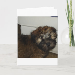 Tarjeta cachorro SCWT