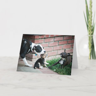 Tarjeta Cachorros Beagle Taste Yummy