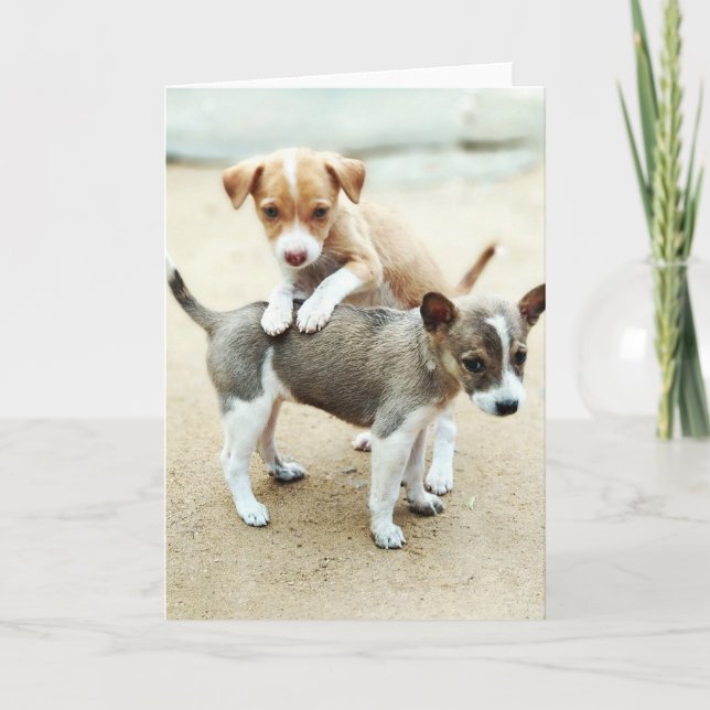 Tarjeta Cachorros en la playa (Anverso)