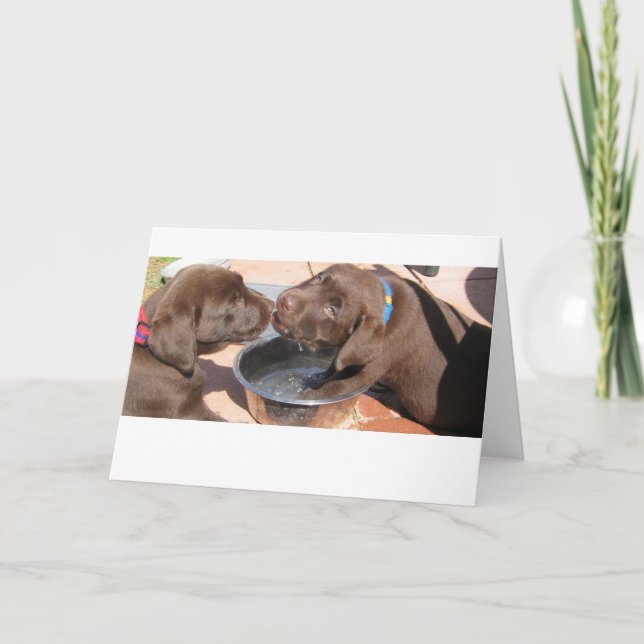 Tarjeta Cachorros Labrador de chocolate (Anverso)