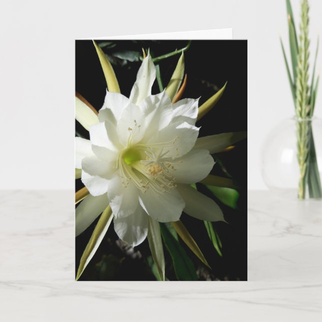 Tarjeta Cactus Bloom (Anverso)