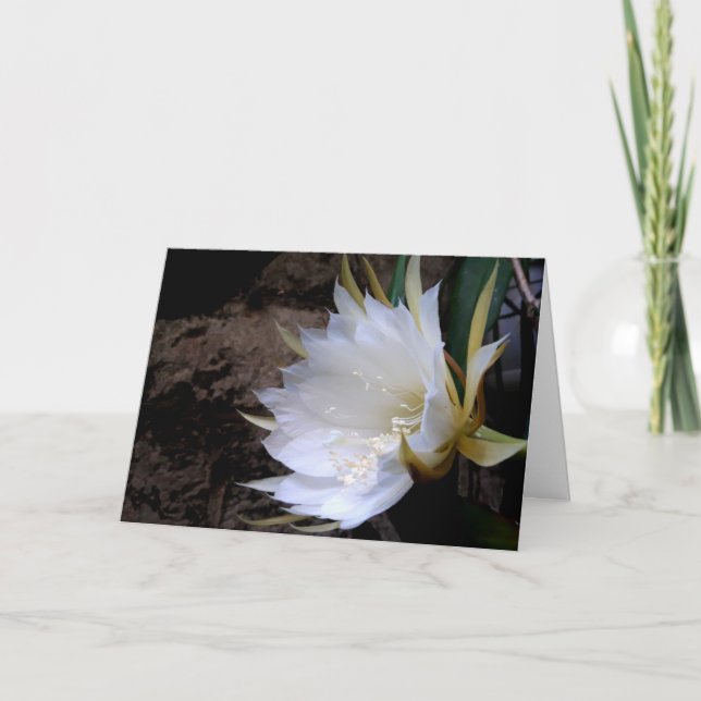 Tarjeta Cactus Bloom (Anverso)