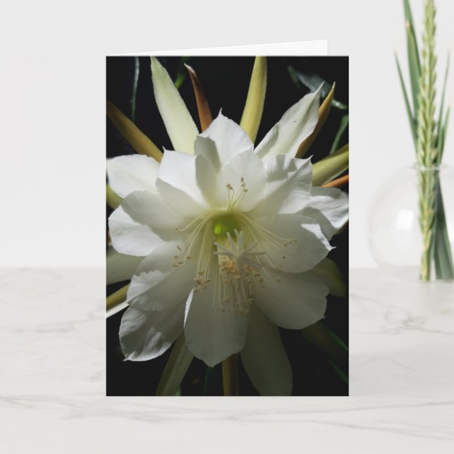 Tarjeta Cactus Bloom Card (Anverso)