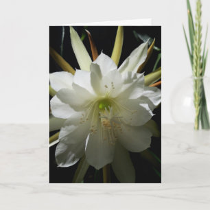 Tarjeta Cactus Bloom Card