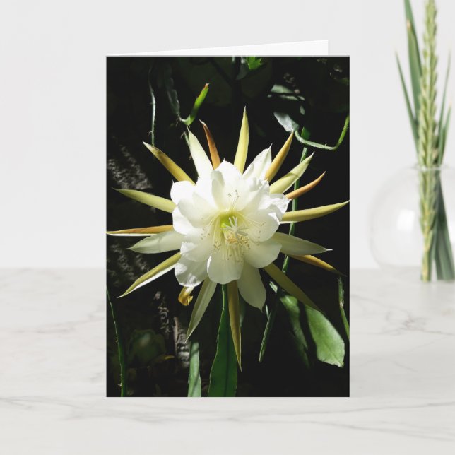 Tarjeta Cactus Bloom Card (Anverso)