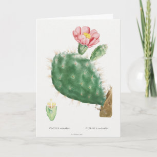 Tarjeta Cactus Cochenillifer, Ilustración Antigua, 1799 