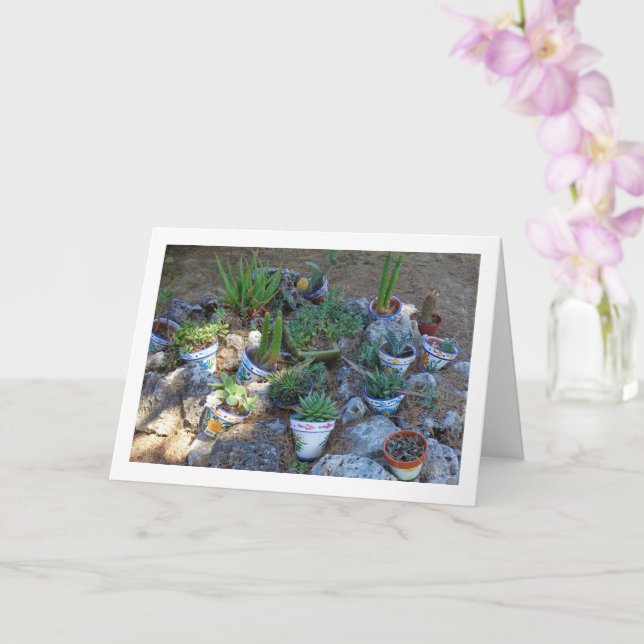 Tarjeta Cactus y Suculentas Rockery Planta (Orquídea)
