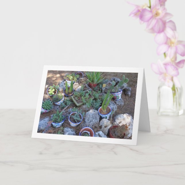Tarjeta Cactus y Suculentas Rockery Planta (Orquídea)