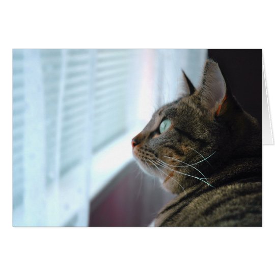 Tarjeta Cada el gatito comtempla afuera