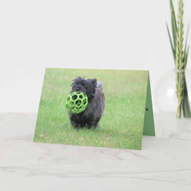 Tarjeta Cairn terrier (Anverso)