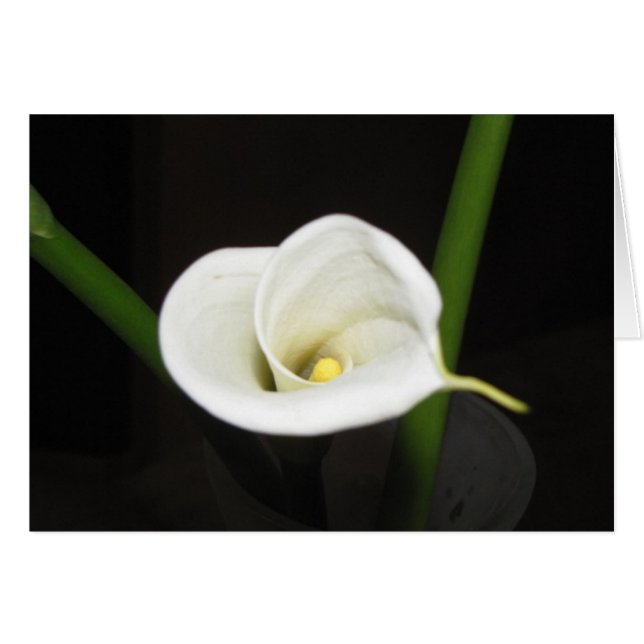 Tarjeta Cala Lily (Anverso (Horizontal))