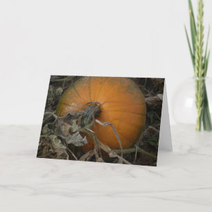 Tarjeta Calabaza en el campo
