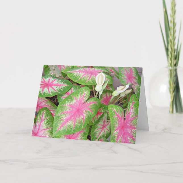 Tarjeta Caladiums (Anverso)
