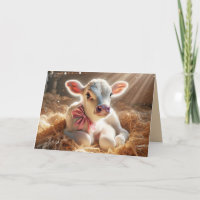Calf Blanco En El Piso De Barn