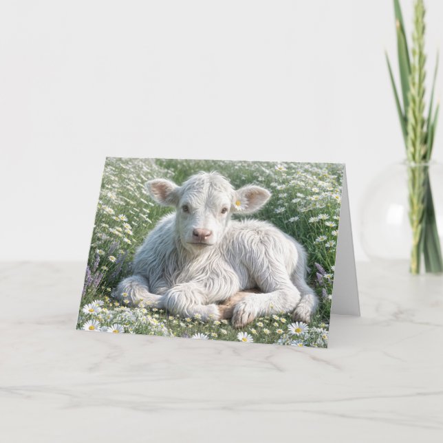 Tarjeta Calf en la región montañosa blanca en Daisies Cump (Anverso)