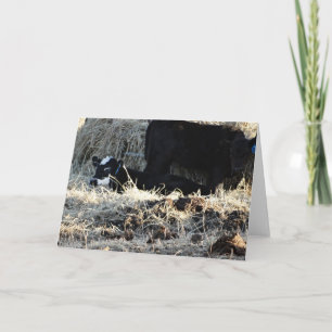 Tarjeta Calf y vaca blanco