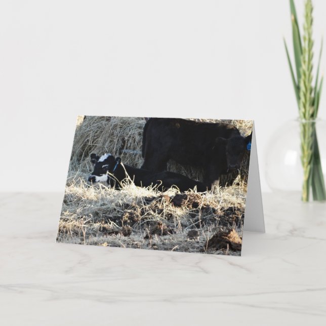 Tarjeta Calf y vaca blanco (Anverso)