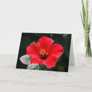 Tarjeta Caliente rojo Hibiscus Feliz cumpleaños