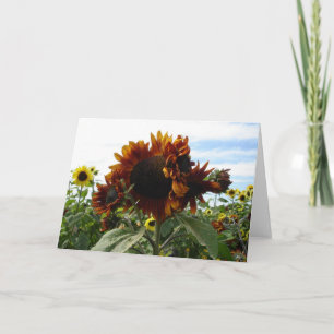 Tarjeta California Sunflowers