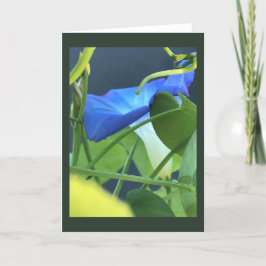 Tarjeta Cáliz-de-gloria matutina azul en blanco 