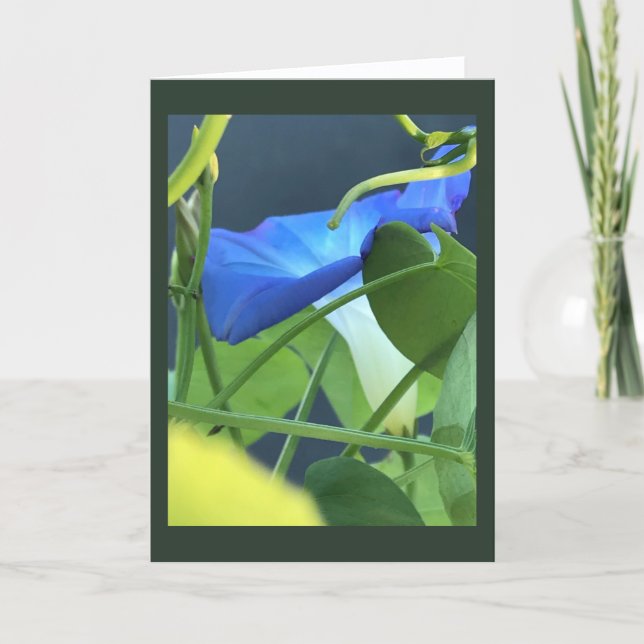 Tarjeta Cáliz-de-gloria matutina azul en blanco  (Anverso)