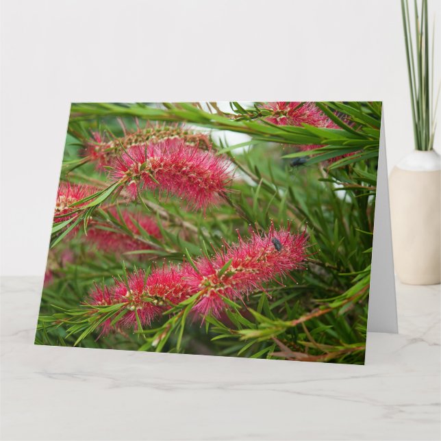 Tarjeta Callistemon (Anverso)