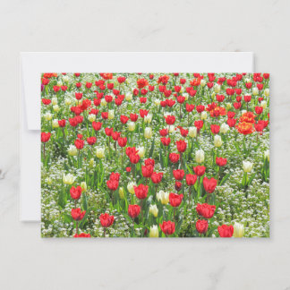 Tarjeta Cama de Tulipanes, Jardines Gorsedd, Cardiff, Gale