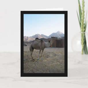 Tarjeta Camello bebé en el desierto