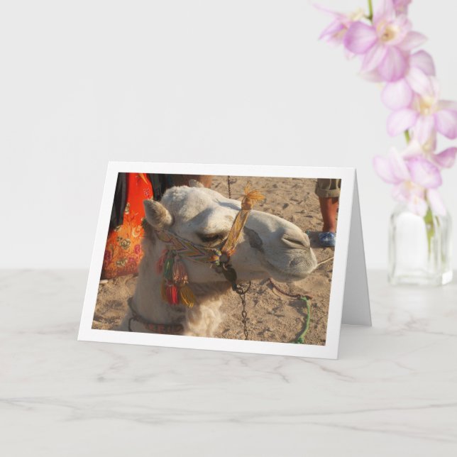 Tarjeta Camello Blanco en Desierto (Orquídea)