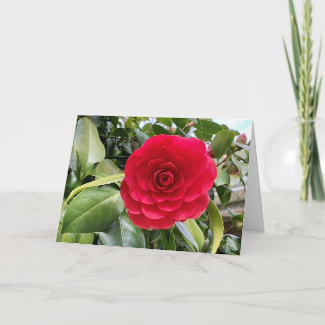 Tarjeta Camilia roja en blanco (Anverso)